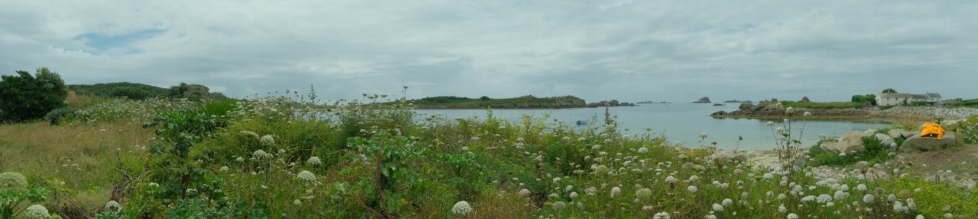 A panoramic view of the coastal landscape featuring wildflowers, grasses, and the bay and rocks beyond