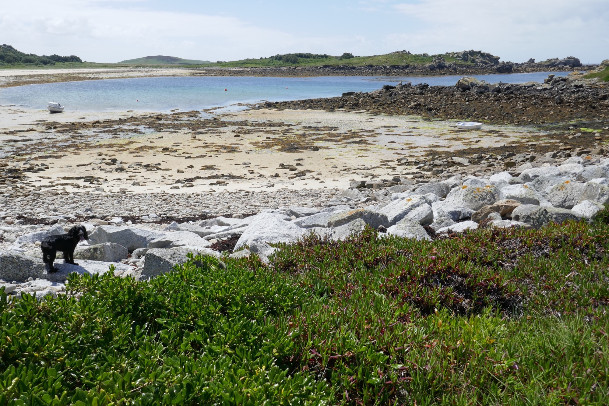 A rocky shoreline with a tidal bay, viewed from an elevated position. In the foreground, green vegetation and a black dog standing on boulders frame the image, with a sandy beach and a small white boat in the background.