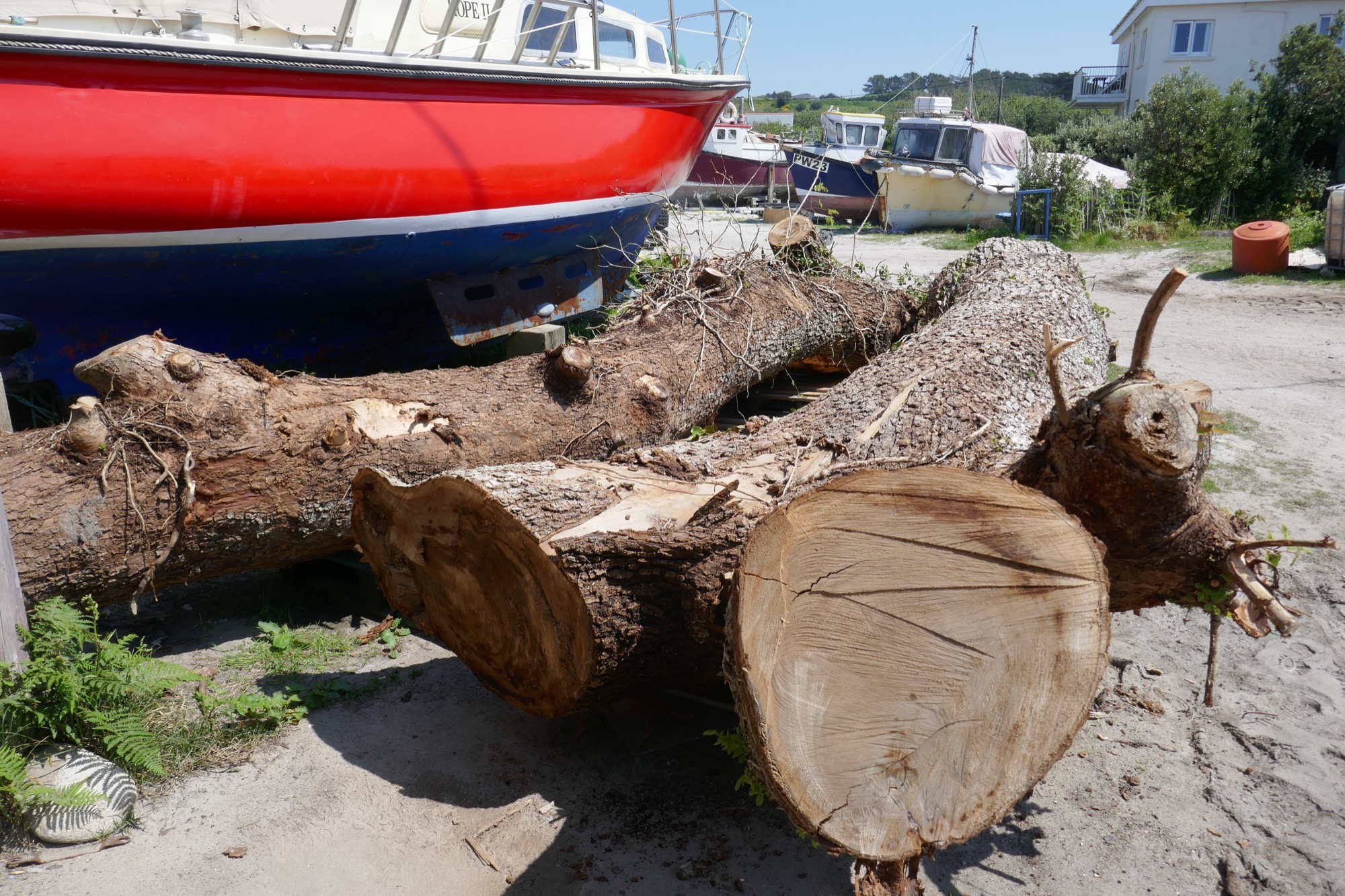 Large felled elm tree trunks with rough bark and freshly cut ends lie on the ground at a boatyard. In the background, several moored boats, including a red and blue vessel, are lined up alongside a white building and green shrubbery under a bright blue sky.