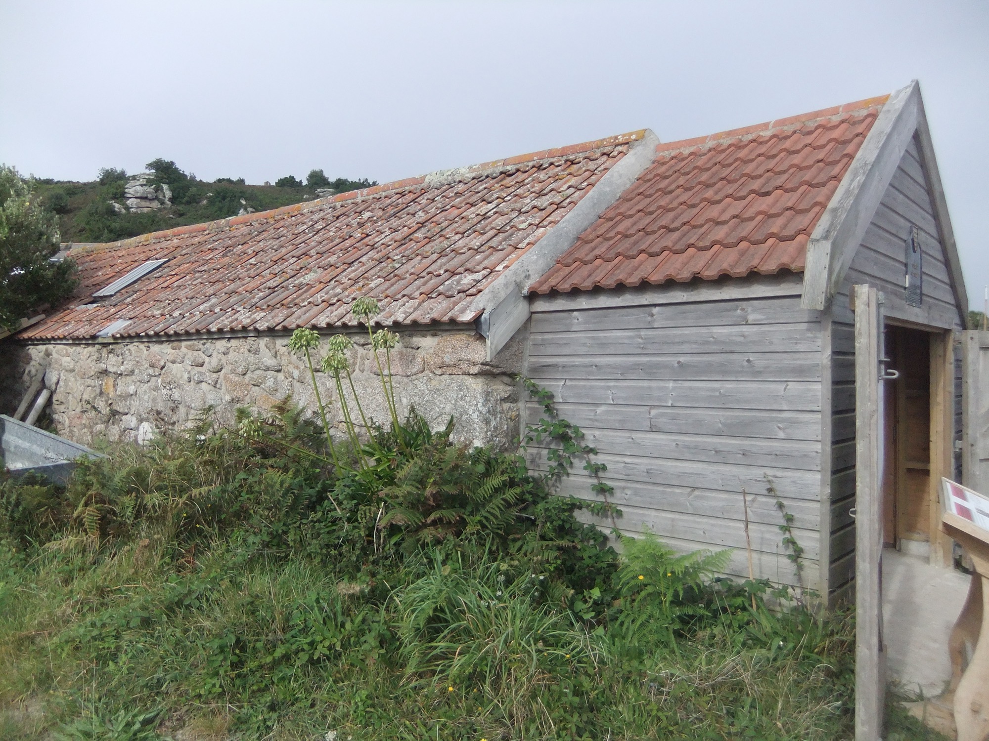A gig shed with stone walls, red roof tiles, and a wooden extension also with matching roof tiles. Ferns and brambles are growing up the side of the building, and a granite outcrop can be seen behind it.