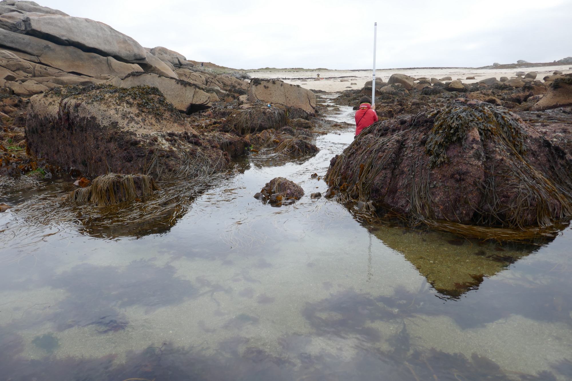 Seaweed-covered boulders and calm seawater reflects the overcast sky. In the background, a person wearing a red jacket is conducting a survey with a measuring staff on a rocky shoreline leading to a sandy beach.