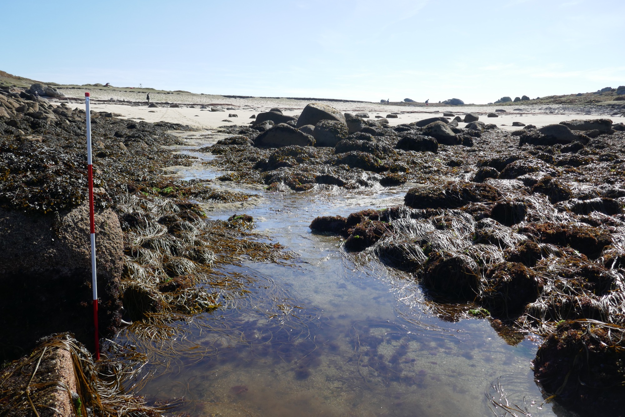 A rocky intertidal zone covered in seaweed and seagrass, with a red-and-white survey pole positioned on the left. The channels called 'drangs' are visible through the rocks and the water reflects the blue sky, while a sandy beach and scattered boulders extend into the background.