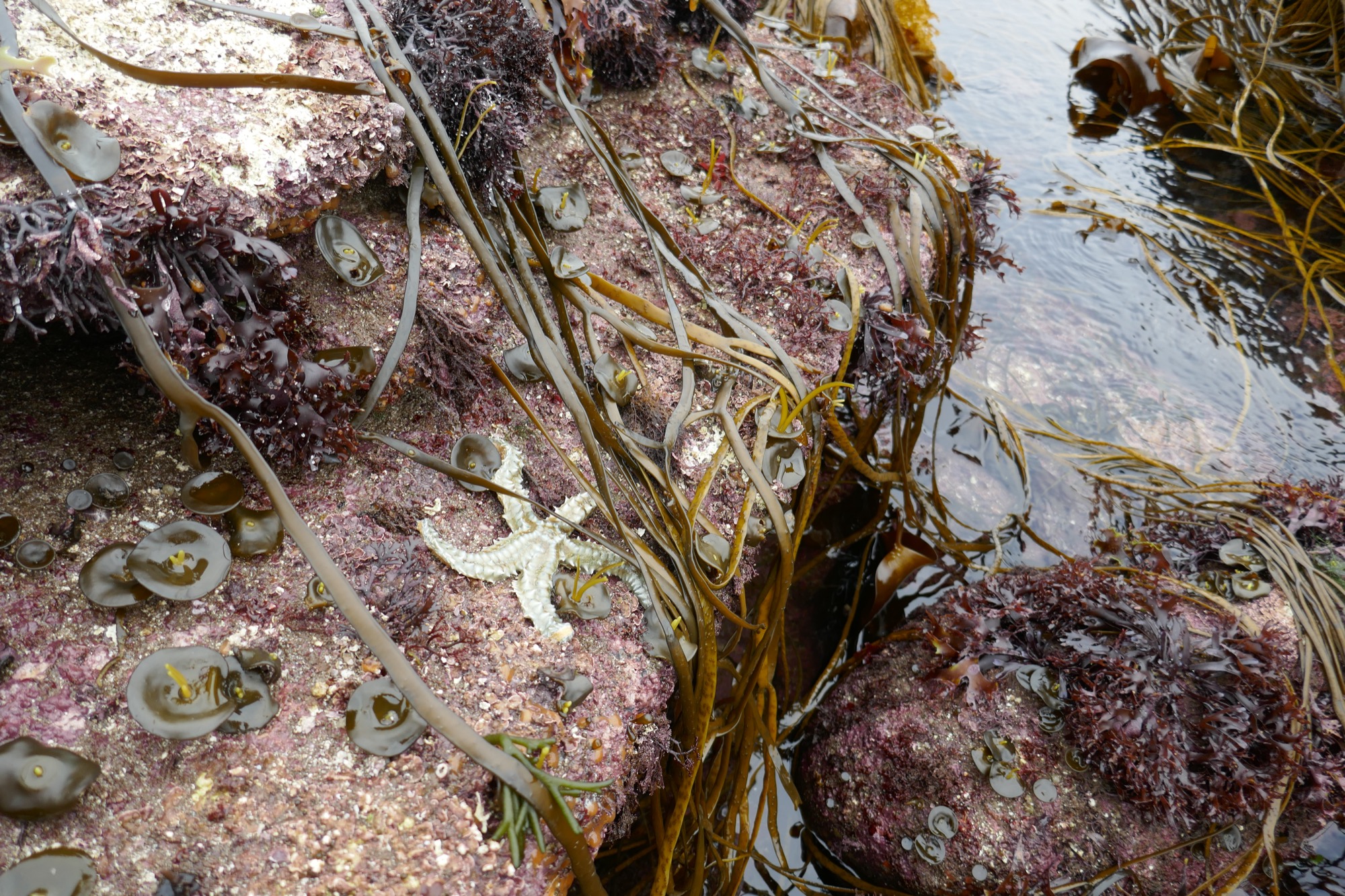 A close-up of a rocky shoreline with pink encrusting coralline algae, seaweed, and a small pale starfish on a wet stone. Strands of kelp and marine vegetation drape over the rocks, partially submerged in a tidal pool.
