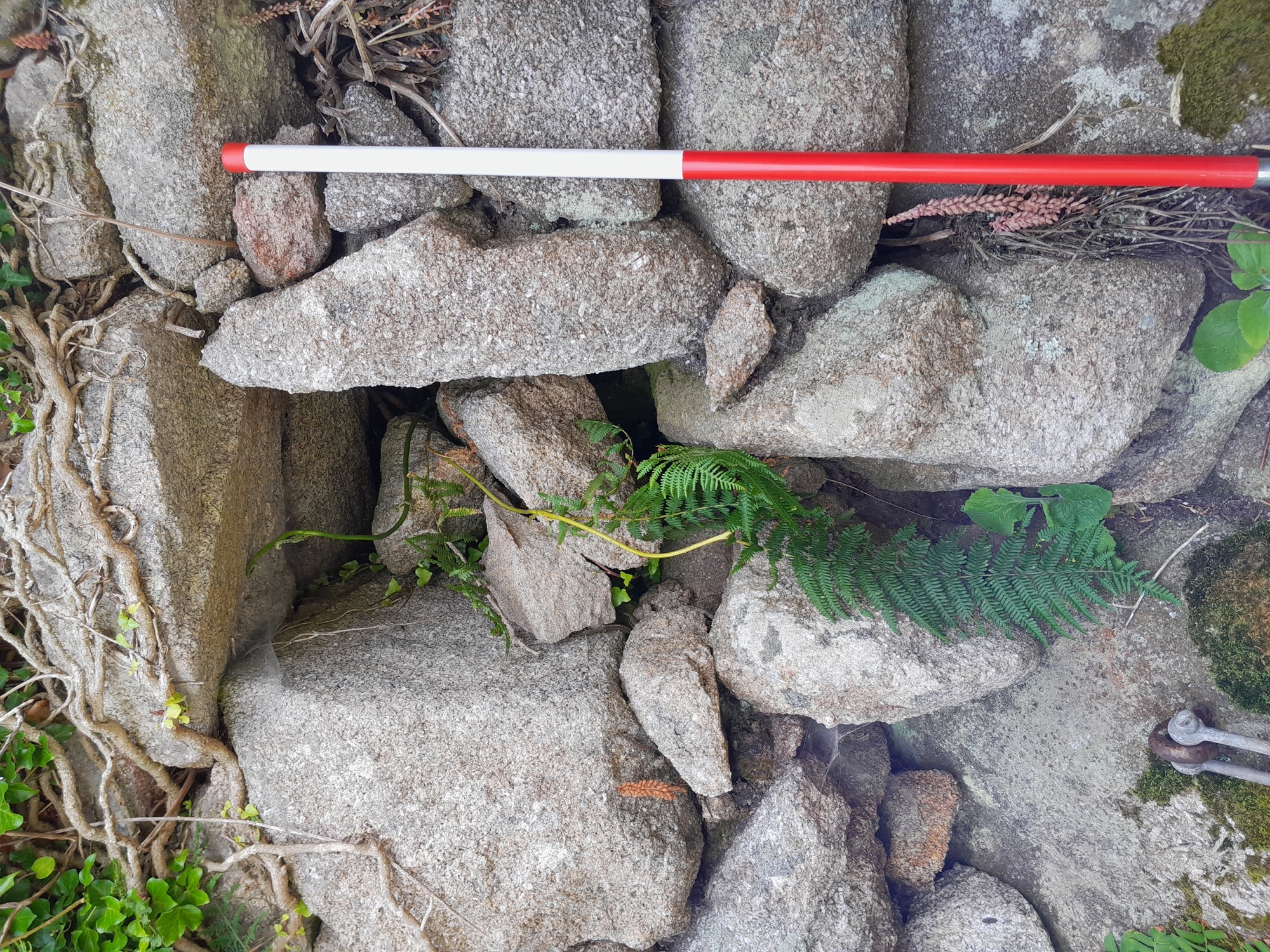 A dry-stone wall constructed from variously sized granite stones, with a small window-like opening partially filled with fallen rocks. A red-and-white scale pole stands in front, and ferns and ivy grow among the stones.