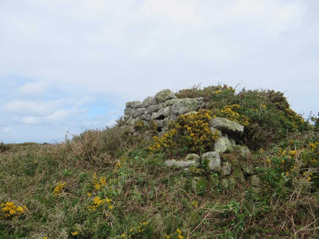 The granite lookout covered in flowering gorse and undergrowth before tidying for archaeological recording