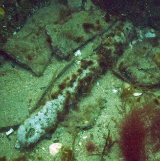 The lead appears to be a long cylinder. Like the cannon in the figure above, it lies on sand among stone slabs and is effectively camouflaged with a coat of white and green seaweed.