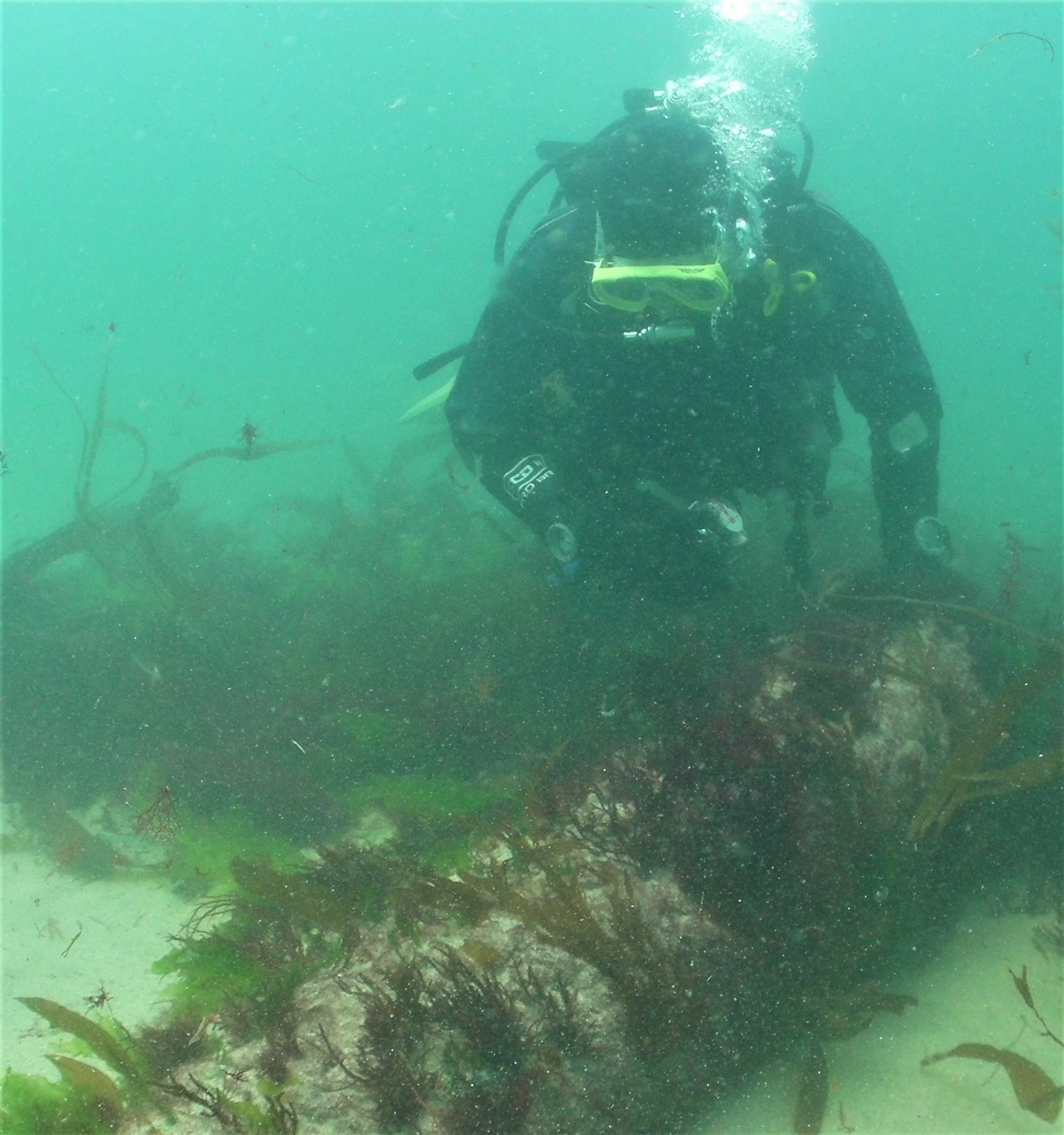 The diver is looking down at a cannon bearing red and amber coloured seaweed. The yellow rim of the diver’s mask, and a swarm of white bubbles around it, stand out against their dark scuba suit and the opaque turquoise water.